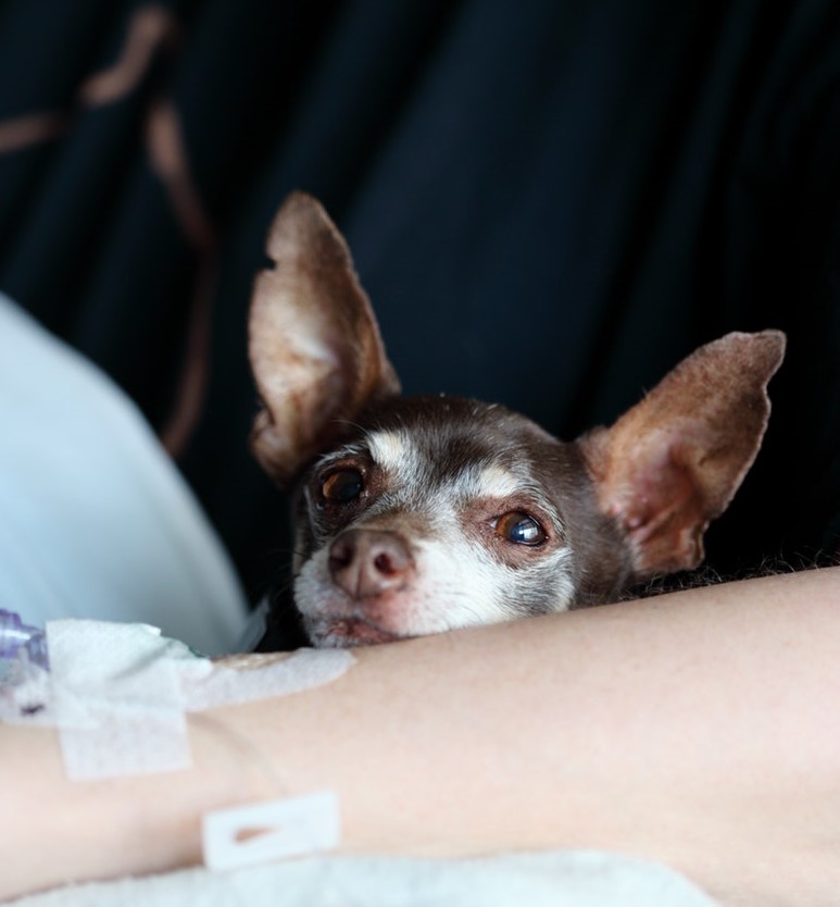 Reklame hjul gennemførlig Diarré hos hunde: årsager og behandlingsmuligheder