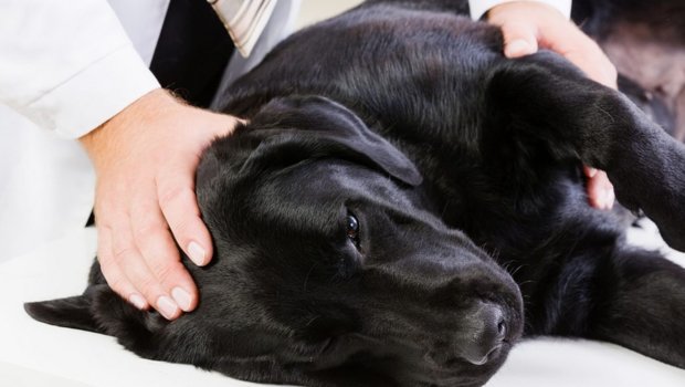 L'épilepsie chez le chien : pronostic et chances de guérison