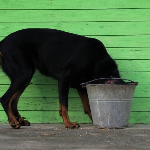 Scan stribet enkel Hunden drikker meget: almindelige årsager og vigtige tips til ejere