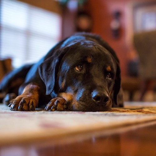 velfærd Uden for Mistillid Leversygdom hos hunde: årsager, symptomer og behandling