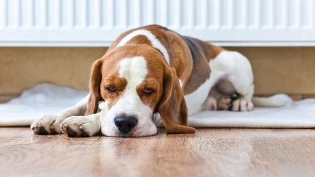 Sintomi di insufficienza renale cronica nei cani