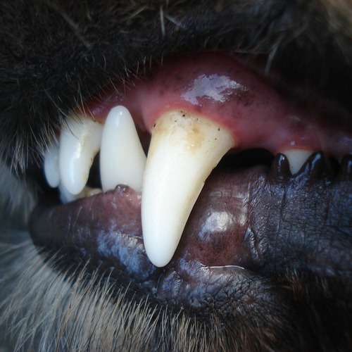 vare afvisning Pædagogik Betændelse i tandkødet hos hunde: Opdage og behandle tandkødsbetændelse