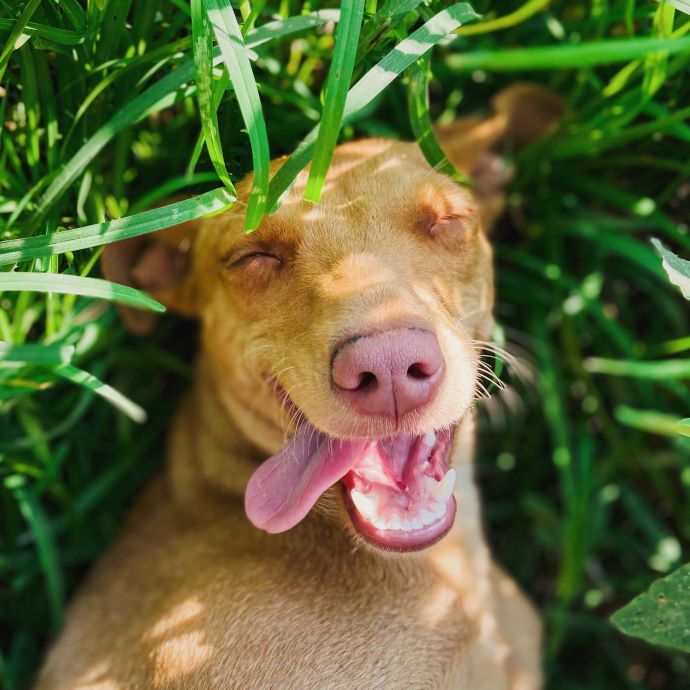 jord bogstaveligt talt Dodge Dårlig ånde hos hunden: årsager og tip til eliminering